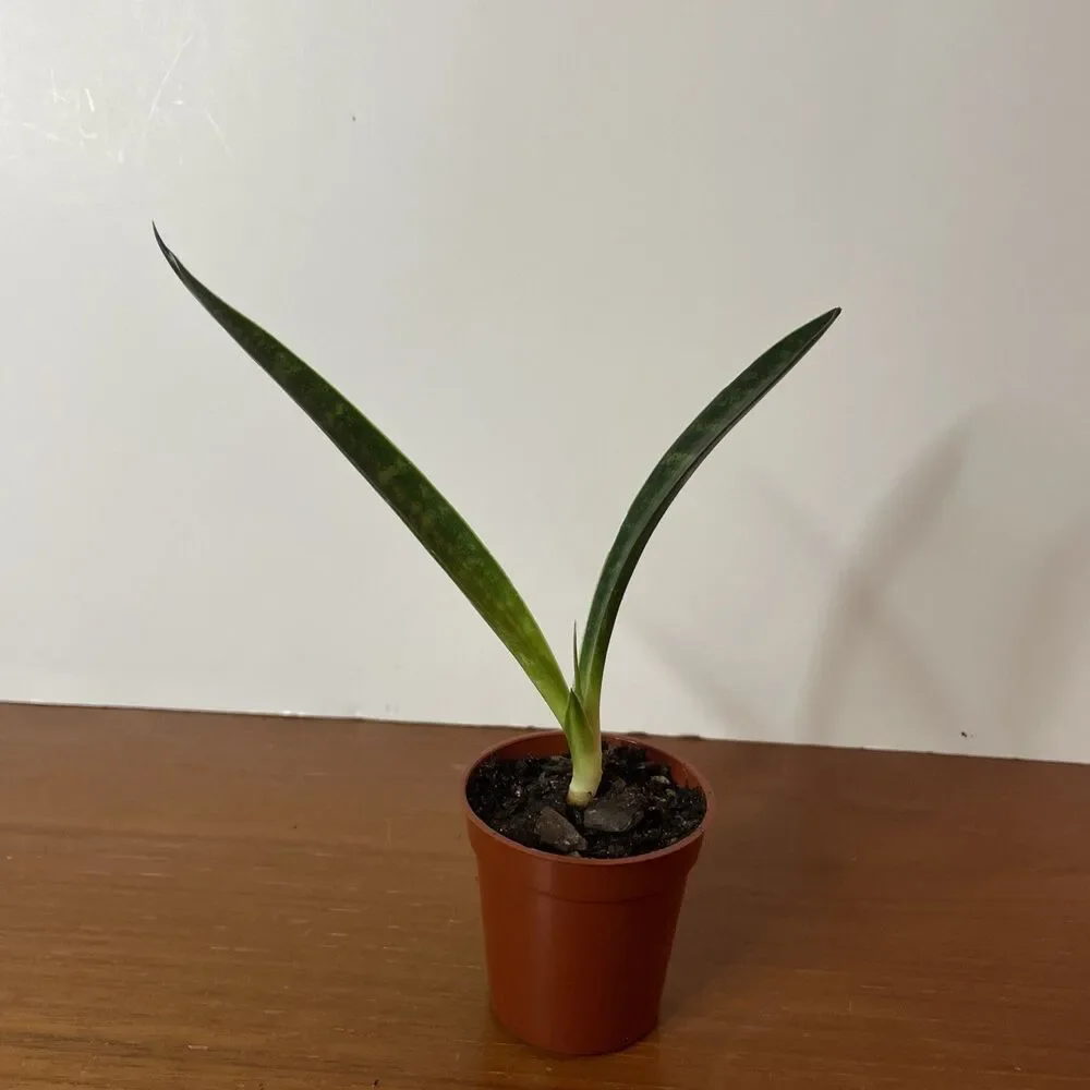 Snake Plant Sansevieria Fernwood Mikado Live Plant Houseplant easy care 6”
